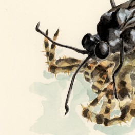 虫の譜｜カリウドバチ　”hunter wasp”