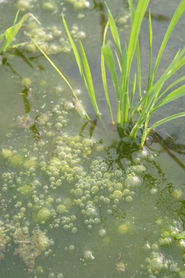 微生物と、緑藻。