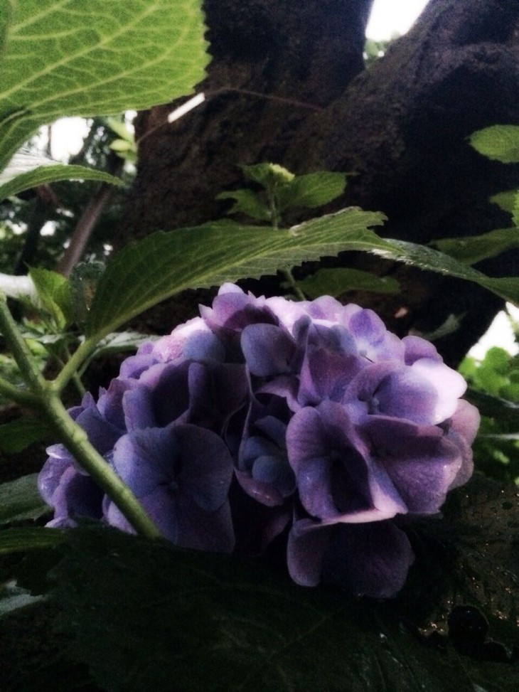 雨煙る紫陽花