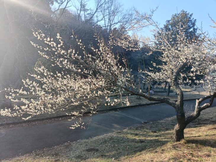 アパートメント